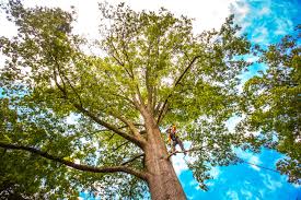 How Our Tree Care Process Works  in  Stryker, OH