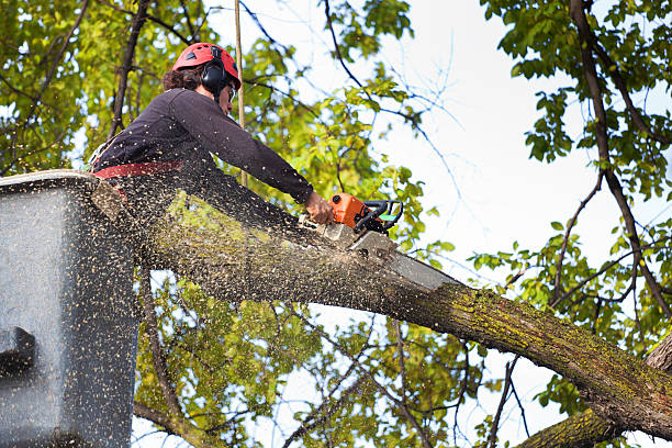 Reliable Stryker, OH Tree Services Solutions